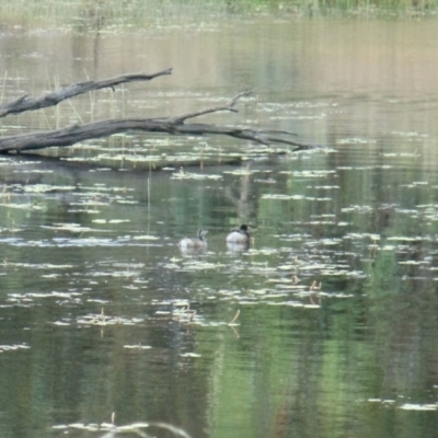 Tachybaptus novaehollandiae (Australasian Grebe) at Mulligans Flat - 15 Jan 2022 by KMcCue