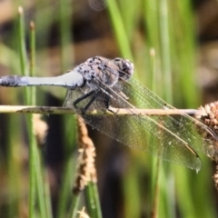 Orthetrum caledonicum (Blue Skimmer) at Urila, NSW - 12 Jan 2022 by Milobear