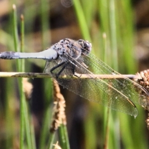 Orthetrum caledonicum at Urila, NSW - 12 Jan 2022