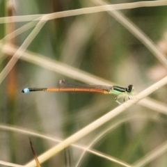 Ischnura aurora (Aurora Bluetail) at QPRC LGA - 11 Jan 2022 by Milobear