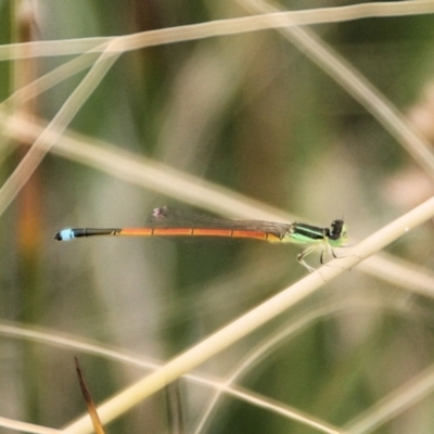 Ischnura aurora (Aurora Bluetail) at QPRC LGA - 11 Jan 2022 by Milobear