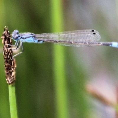 Ischnura heterosticta (Common Bluetail Damselfly) at Urila, NSW - 11 Jan 2022 by Milobear