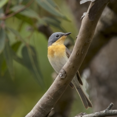 Myiagra rubecula (Leaden Flycatcher) at Beecroft Peninsula, NSW - 5 Jan 2022 by trevsci