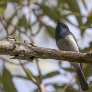 Myiagra rubecula at Beecroft Peninsula, NSW - 5 Jan 2022 07:49 AM