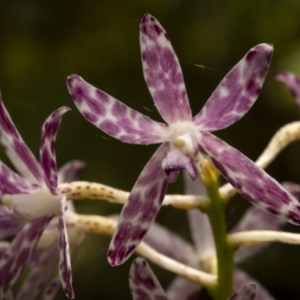 Dipodium variegatum at Beecroft Peninsula, NSW - suppressed