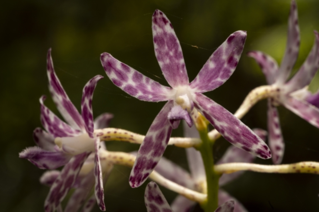 Dipodium variegatum at Beecroft Peninsula, NSW - 5 Jan 2022