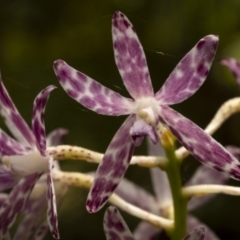 Dipodium variegatum (Blotched Hyacinth Orchid) at Beecroft Peninsula, NSW - 4 Jan 2022 by trevsci
