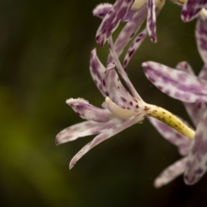 Dipodium variegatum at Beecroft Peninsula, NSW - suppressed