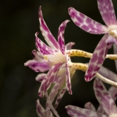 Dipodium variegatum at Beecroft Peninsula, NSW - suppressed