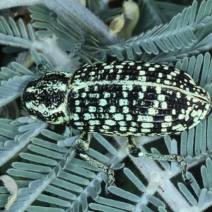 Chrysolopus spectabilis at Paddys River, ACT - 12 Jan 2022