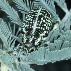 Chrysolopus spectabilis at Paddys River, ACT - 12 Jan 2022