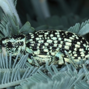 Chrysolopus spectabilis at Paddys River, ACT - 12 Jan 2022