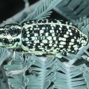 Chrysolopus spectabilis at Paddys River, ACT - 12 Jan 2022 10:36 AM