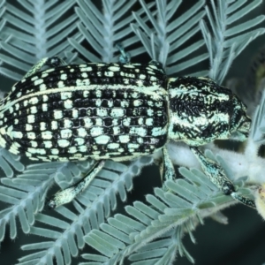 Chrysolopus spectabilis at Paddys River, ACT - 12 Jan 2022