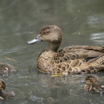 Anas castanea (Chestnut Teal) at Currarong - Abrahams Bosom Beach - 5 Jan 2022 by trevsci