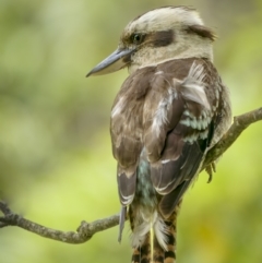 Dacelo novaeguineae (Laughing Kookaburra) at Beecroft Peninsula, NSW - 5 Jan 2022 by trevsci