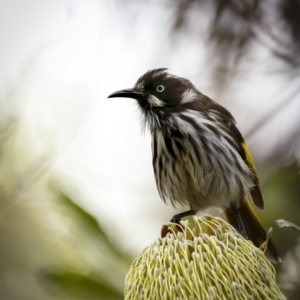 Phylidonyris novaehollandiae at Beecroft Peninsula, NSW - 5 Jan 2022 11:15 AM