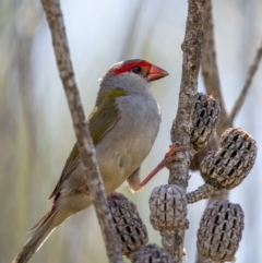 Neochmia temporalis (Red-browed Finch) at Beecroft Peninsula, NSW - 5 Jan 2022 by trevsci