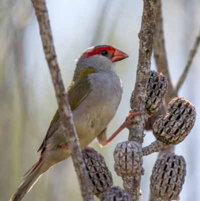 Neochmia temporalis (Red-browed Finch) at Beecroft Peninsula, NSW - 5 Jan 2022 by trevsci