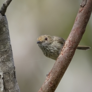 Acanthiza pusilla at Beecroft Peninsula, NSW - 5 Jan 2022 08:46 AM