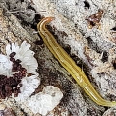 Caenoplana sulphurea (A Flatworm) at Harolds Cross, NSW - 15 Jan 2022 by tpreston
