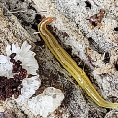 Caenoplana sulphurea (A Flatworm) at Harolds Cross, NSW - 15 Jan 2022 by tpreston