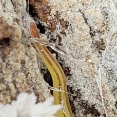 Caenoplana sulphurea at Harolds Cross, NSW - 15 Jan 2022