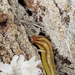 Caenoplana sulphurea at Harolds Cross, NSW - 15 Jan 2022