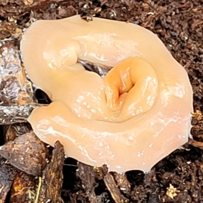 Australoplana alba (A flatworm) at Captains Flat, NSW - 14 Jan 2022 by tpreston