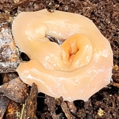Australoplana alba (A flatworm) at Tallaganda National Park - 14 Jan 2022 by tpreston