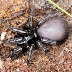 Atrax sutherlandi (Funnel-web Spider) at QPRC LGA - 14 Jan 2022 by trevorpreston