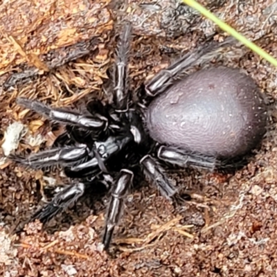 Atrax sutherlandi (Funnel-web Spider) at Captains Flat, NSW - 14 Jan 2022 by trevorpreston