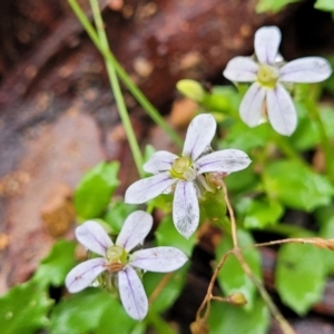 Lobelia pedunculata at Captains Flat, NSW - 15 Jan 2022 09:38 AM