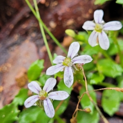 Lobelia pedunculata (Matted Pratia) at Tallaganda National Park - 14 Jan 2022 by tpreston