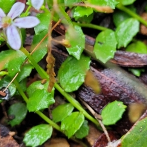 Lobelia pedunculata at Captains Flat, NSW - 15 Jan 2022 09:38 AM