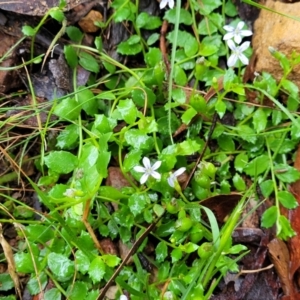 Lobelia pedunculata at Captains Flat, NSW - 15 Jan 2022 09:38 AM