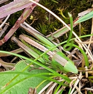 Praxibulus sp. (genus) at Captains Flat, NSW - 15 Jan 2022