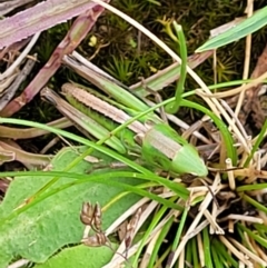 Praxibulus sp. (genus) at Captains Flat, NSW - 15 Jan 2022