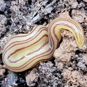 Caenoplana sulphurea at Captains Flat, NSW - 15 Jan 2022