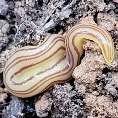 Caenoplana sulphurea (A Flatworm) at Captains Flat, NSW - 15 Jan 2022 by tpreston