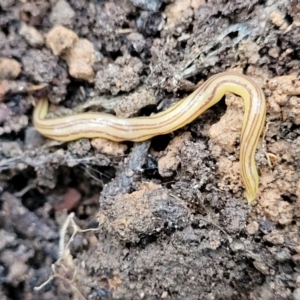 Caenoplana sulphurea at Captains Flat, NSW - 15 Jan 2022