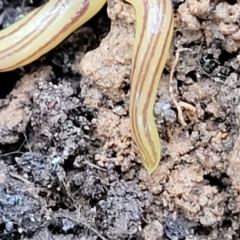 Caenoplana sulphurea at Captains Flat, NSW - 15 Jan 2022