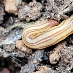 Caenoplana sulphurea at Captains Flat, NSW - 15 Jan 2022