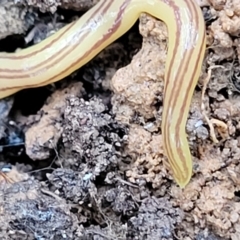 Caenoplana sulphurea at Captains Flat, NSW - 15 Jan 2022