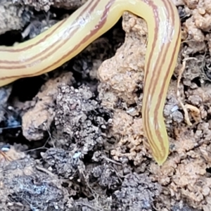 Caenoplana sulphurea at Captains Flat, NSW - 15 Jan 2022