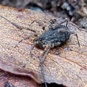 Opiliones (order) at Harolds Cross, NSW - 15 Jan 2022