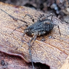 Opiliones (order) at Harolds Cross, NSW - 15 Jan 2022 12:30 PM