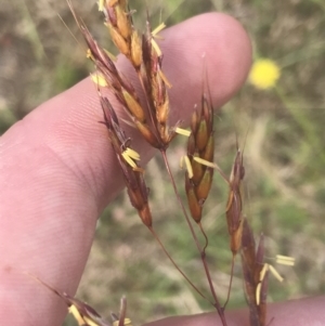 Sorghum leiocladum at Rendezvous Creek, ACT - 10 Jan 2022