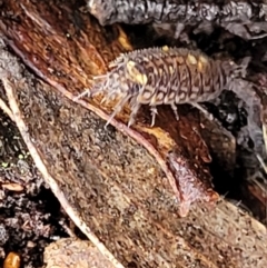 Philosciidae (A terrestrial ispodod) at Harolds Cross, NSW - 15 Jan 2022 by trevorpreston