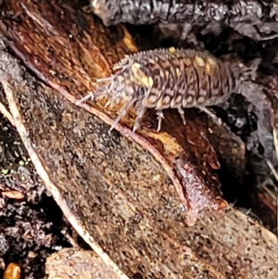 Philosciidae (family) (A terrestrial ispodod) at Tallaganda National Park - 15 Jan 2022 by trevorpreston